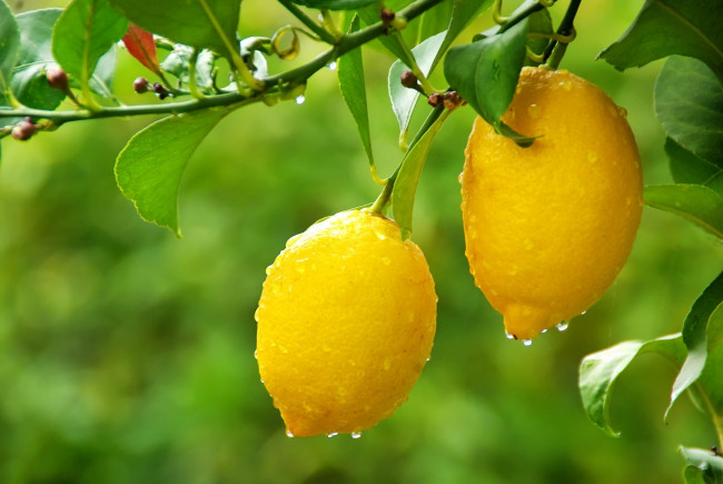 Обои картинки фото природа, плоды, дерево, капли, лимоны, листья, ветка