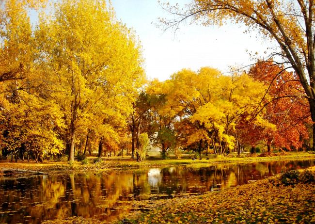 Обои картинки фото природа, парк, осень, река, лес, деревья, желтые, кроны