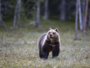 Картинка животные медведи медведь лес трава