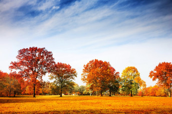Картинка природа парк осень деревья трава листва