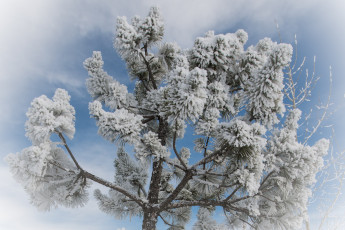 Картинка природа зима сосна ветки хвоя снег
