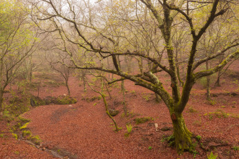 Картинка природа лес весна туман