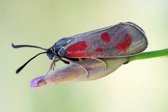 Картинка животные бабочки макро травинка бабочка усики
