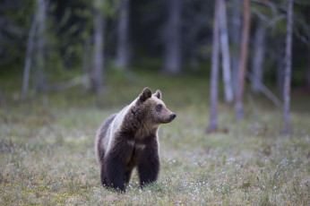Картинка животные медведи медведь лес трава