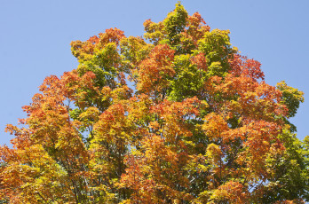 Картинка природа деревья жёлто-красное осень дерево небо
