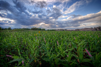 Картинка природа поля поле небо облака растения цветы