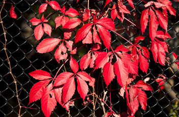 Картинка природа листья растение красные сетка