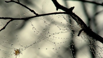 Картинка природа макро паутинка