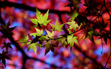 Картинка природа листья осень макро тени веточки