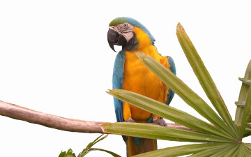 Картинка животные попугаи попугай листья ветка
