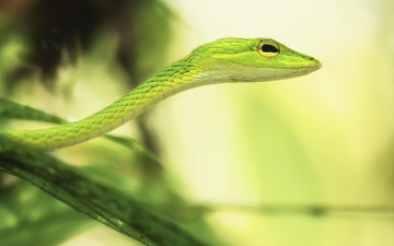 Картинка животные змеи +питоны +кобры змея