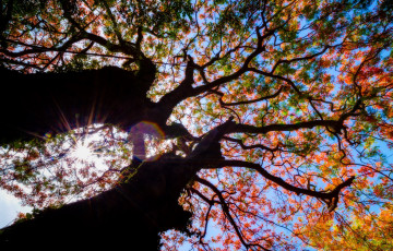 Картинка природа деревья дерево солнце ветки небо листья осень