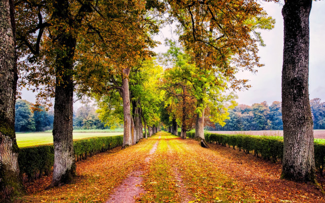 Обои картинки фото природа, дороги, дорога, деревья, кусты, аллея, листва, осень