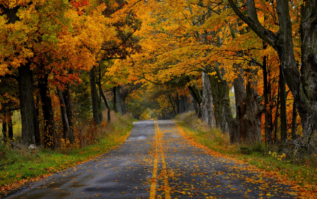 Обои картинки фото природа, дороги, парк, дорога, лес, деревья, листья, осень