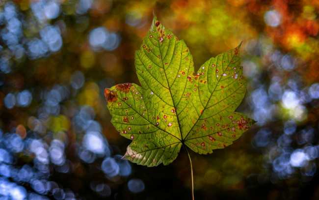 Обои картинки фото природа, листья, осень, лист, боке