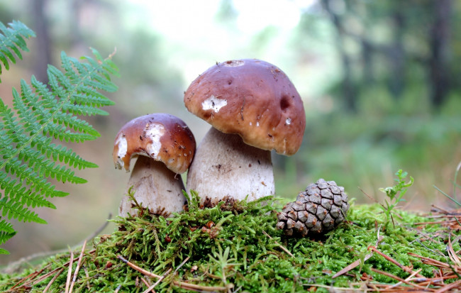 Обои картинки фото природа, грибы, мох, шишка, боровики