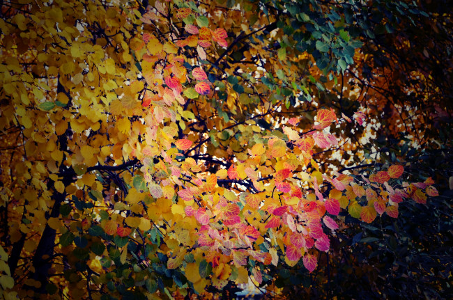 Обои картинки фото осень 2014, природа, листья, осень, листва
