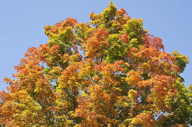 Обои картинки фото природа, деревья, жёлто-красное, осень, дерево, небо