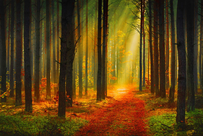 Обои картинки фото природа, дороги, лес, деревья, трава, осень, лучи, тропа