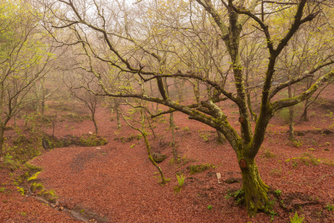 Обои картинки фото природа, лес, весна, туман