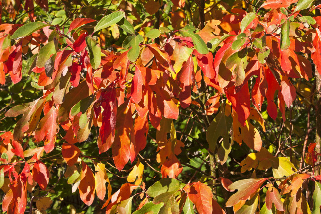 Обои картинки фото природа, листья, куст, осень, зелёные, жёлтые, красные