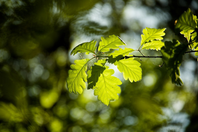 Обои картинки фото природа, листья, ветка, паутина, макро, лето, зеленый