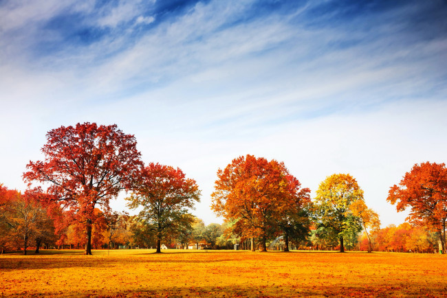 Обои картинки фото природа, парк, осень, деревья, трава, листва