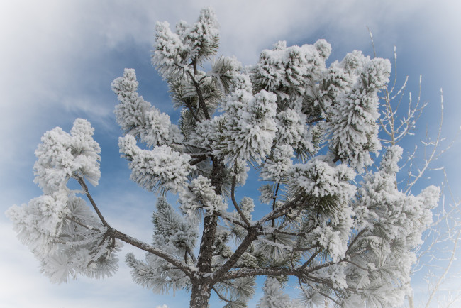 Обои картинки фото природа, зима, сосна, ветки, хвоя, снег