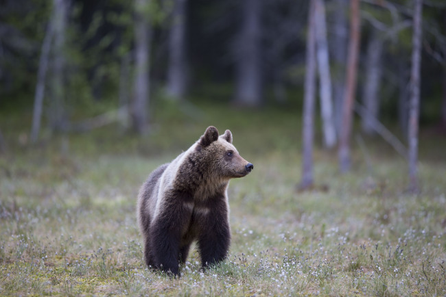 Обои картинки фото животные, медведи, медведь, лес, трава