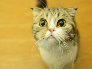 Картинка животные коты усы мордашка глазища котэ