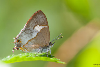 Картинка животные бабочки +мотыльки +моли крылья усики бабочка фон макро