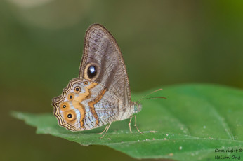 Картинка животные бабочки +мотыльки +моли бабочка фон макро усики крылья