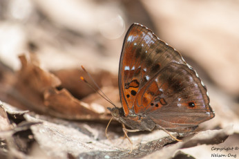 Картинка животные бабочки +мотыльки +моли фон макро бабочка усики крылья