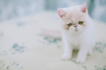 Картинка животные коты экзотическая короткошёрстная кошка экзот котёнок