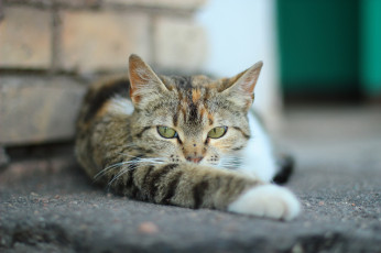 Картинка животные коты кот лапка котяра кошак