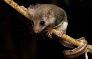 Картинка acrobates+frontalis животные крысы +мыши мышка
