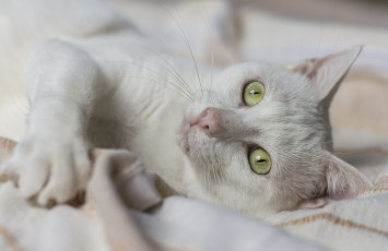 Картинка животные коты кошка глаза мордочка белая