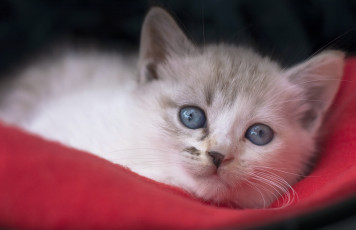 Картинка животные коты котёнок мордочка голубые глаза взгляд