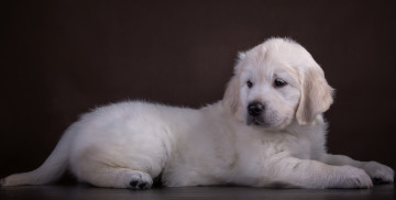 Картинка животные собаки ретривер щенок белый