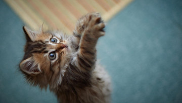Картинка животные коты котенок лапы прыжок
