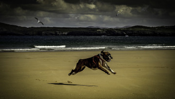 Картинка животные собаки чайки море тучи пляж движение бег пёс