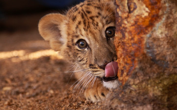 Картинка животные -+другое тигр котёнок детёныш мордашка язык взгляд