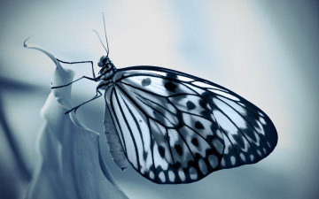 Картинка животные бабочки +мотыльки +моли бабочка фон природа