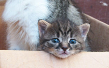 Картинка животные коты котенок мордочка голубые глаза