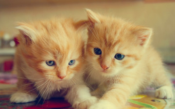Картинка животные коты парочка малыши двойняшки рыжие котята
