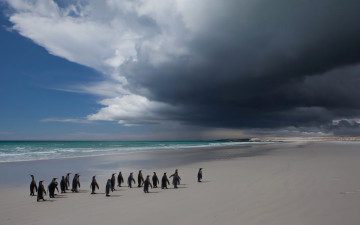 Картинка животные пингвины облака море птица небо пейзаж
