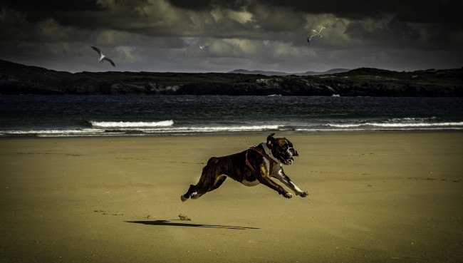 Обои картинки фото животные, собаки, чайки, море, тучи, пляж, движение, бег, пёс
