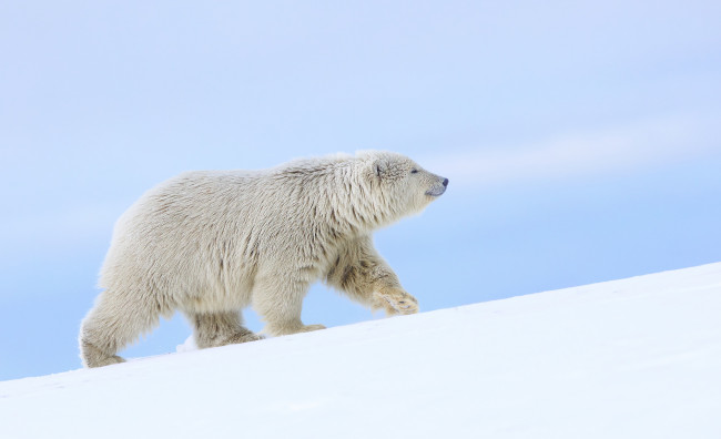 Обои картинки фото животные, медведи, аляска, белый, медведь, полярный, снег