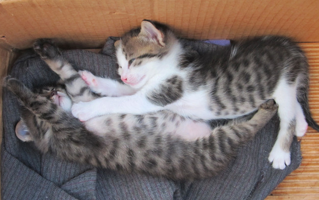 Обои картинки фото спящие котята, животные, коты, умилительные, блаженство, сон, котята