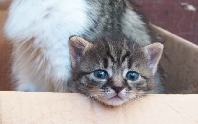 Обои картинки фото животные, коты, котенок, мордочка, голубые, глаза